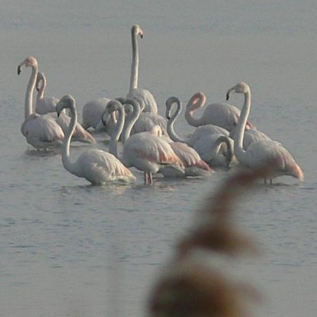 Villa Sacchetta Cavallino-Treporti Esterno foto