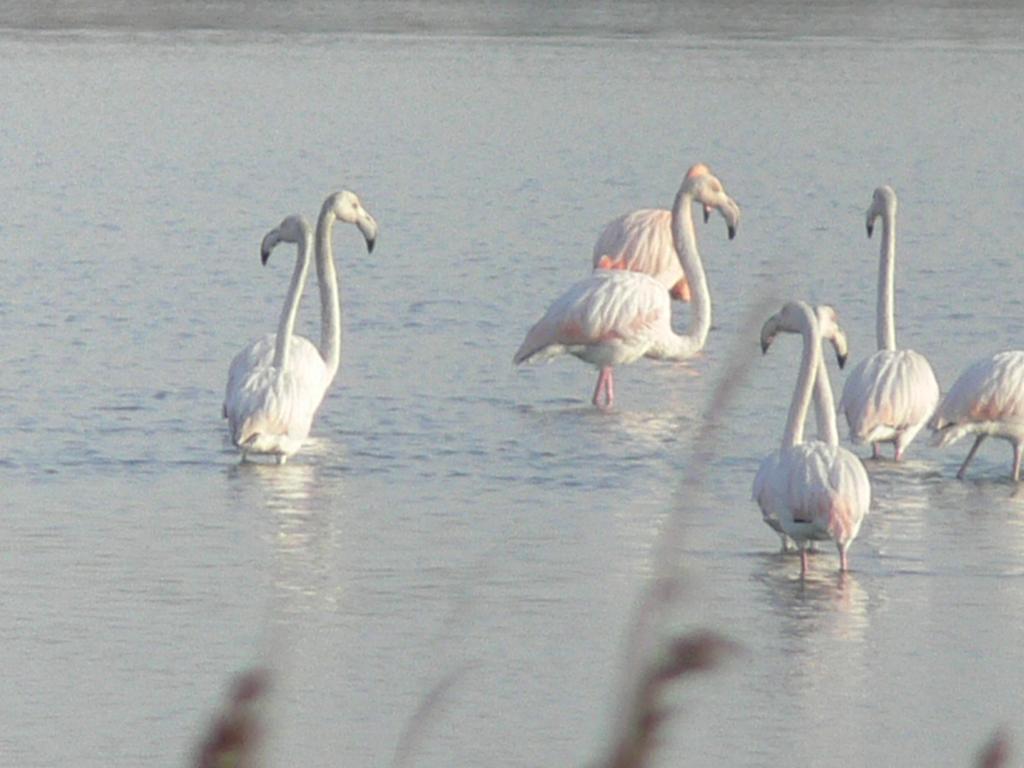 Villa Sacchetta Cavallino-Treporti Esterno foto